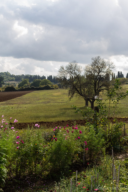 Fiori di Puscina